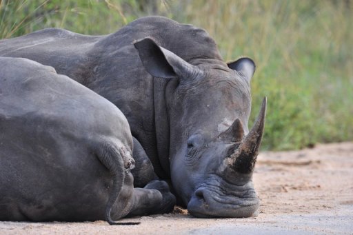 Poaching-weary S.Africa mulls legalizing rhino horn trade