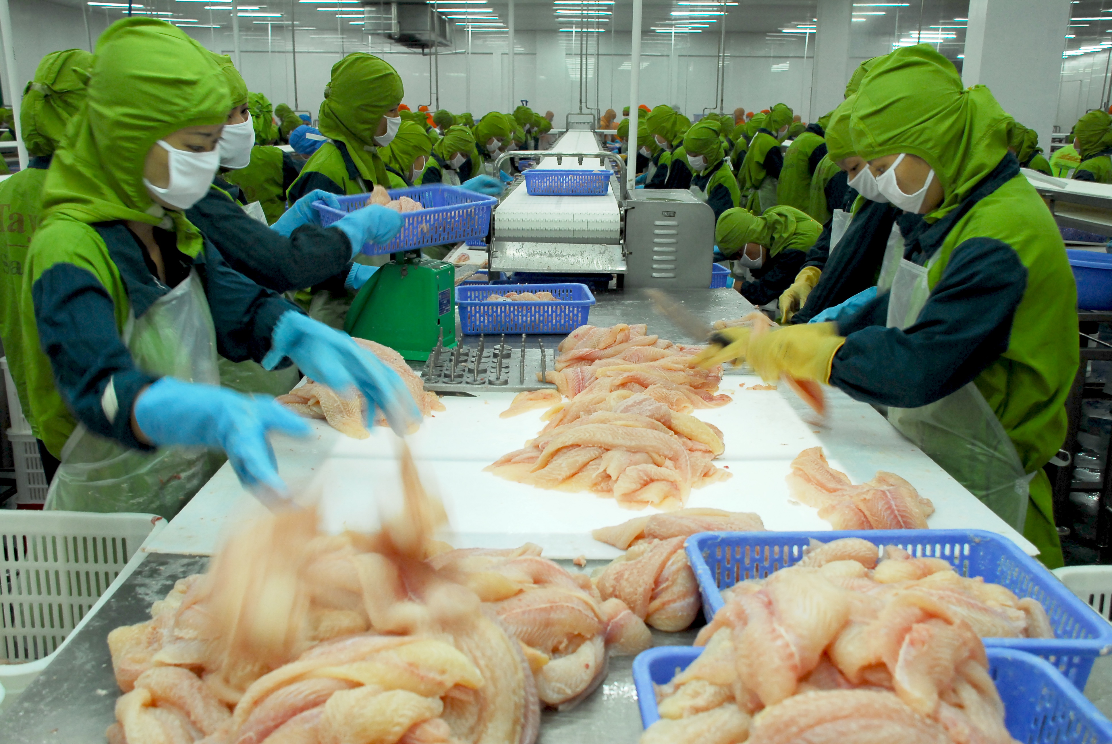 Anti-dumping taxes on local pangasius exporters unreasonable: VASEP