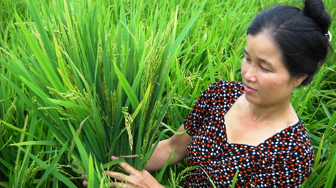 Thanh Hoa farmers plagued by seedless rice crops