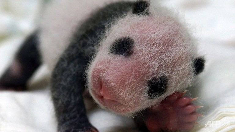 Baby-shower thrown for 1st panda born in Taiwan