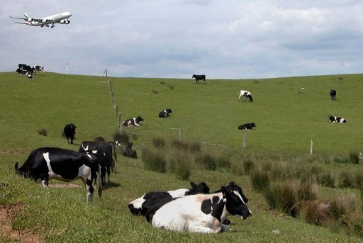 China stops imports of N. Zealand milk powder: NZ minister