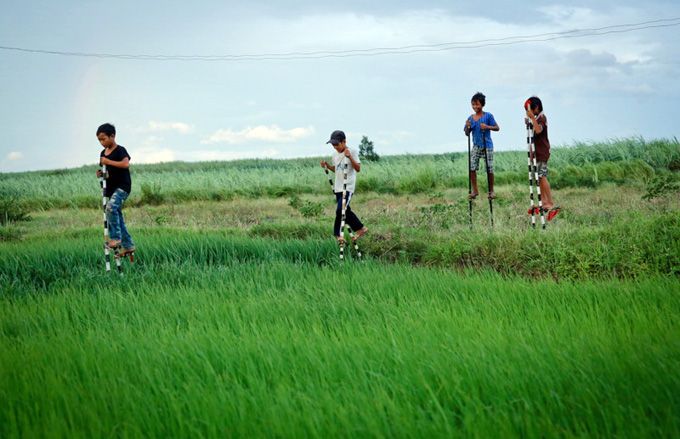 Little stiltwalkers seen at a rice field.