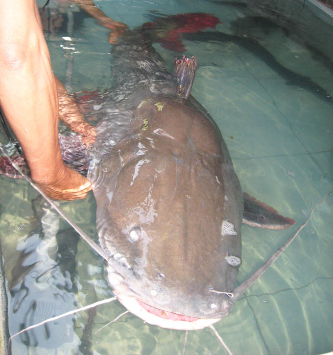50kg red-tailed catfish caught in Vietnam