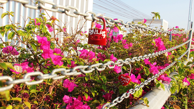 Nha Trang love-lock bridge celebrates Valentine’s Day