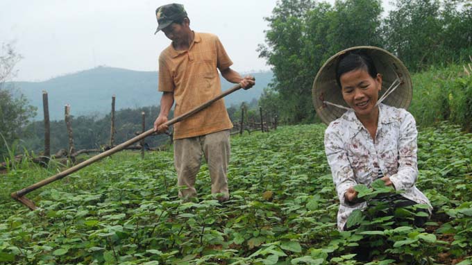 ‘Tamed’ medicinal herbs improve farmers’ lives in Vietnam