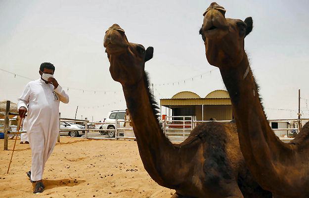 Direct evidence that MERS comes from camels: study