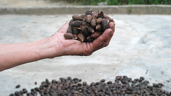 Trees with exported beans ‘massacred’ in central Vietnam