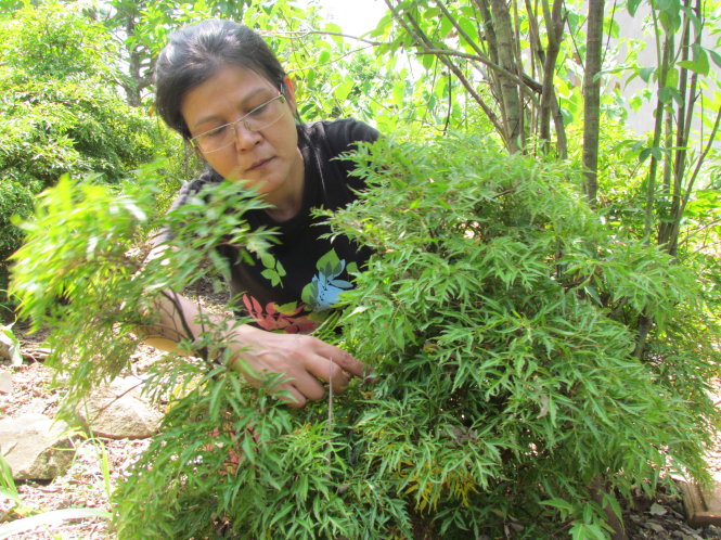 Vietnam woman taps medicinal herbs to make healthful joss sticks