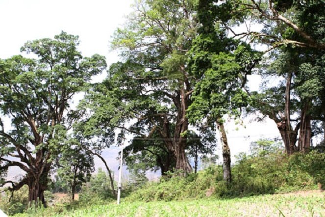 Centuries-old trees in northern Vietnam recognized as national heritage