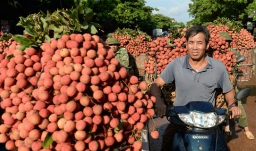 After China woes, Vietnam's litchi farmers head to new markets