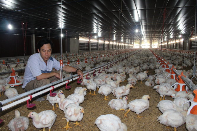 Vietnam Poultry Sector Calls For Dumping Investigation Into US Chicken ...