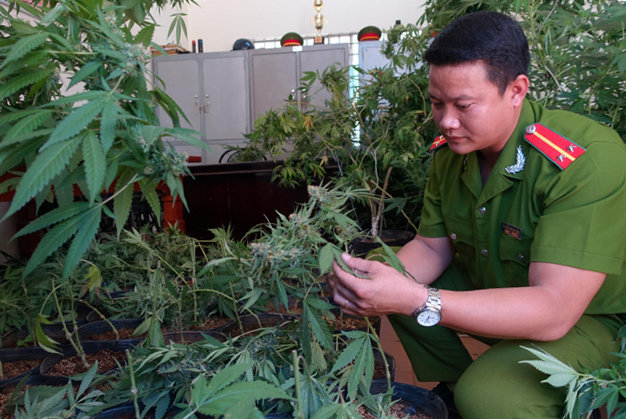 Курят ли марихуану во вьетнаме дача в калиновке алтайский край купить