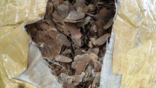 42kg of pangolin scales found in luggage at Ho Chi Minh City airport