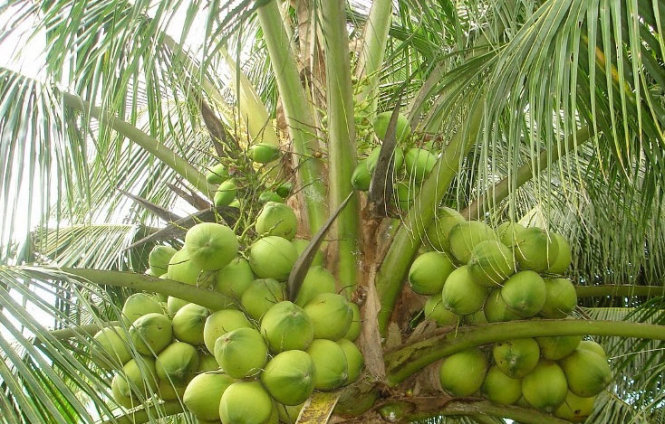 Coconut Trees Shouldn’t Be Grown Along Ho Chi Minh City Streets 