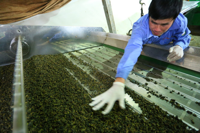 Vietnamese tea growers hurt by heavy reliance on Taiwan