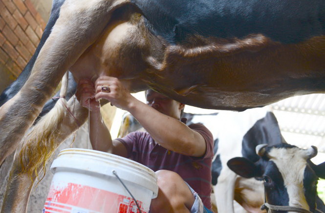 Vietnam cow farmers in dire straits over high domestic milk prices