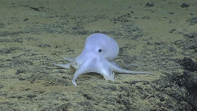 'Ghostlike' octopus found in Pacific may belong to new species