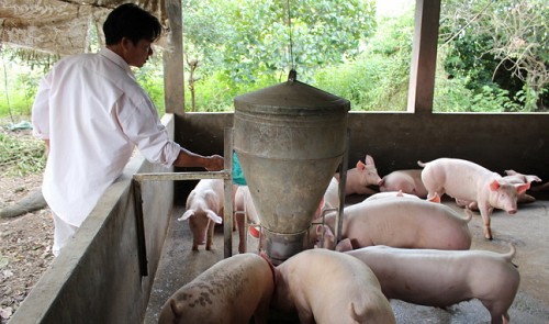 Vietnam's cattle breeders anxious about contaminated fodder with tough law pending