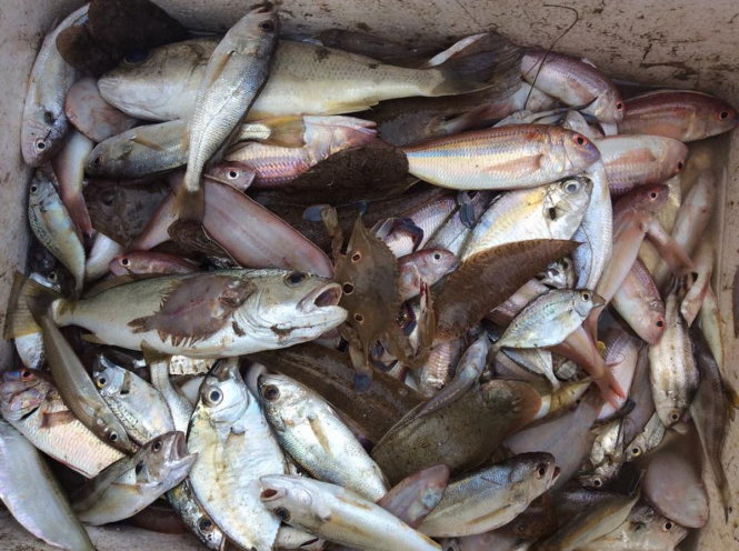 Man caught buying dead fish with fridge van in central Vietnam