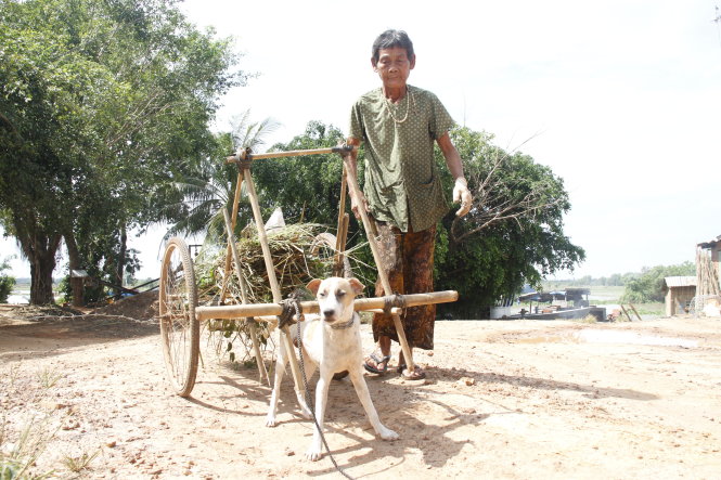 75-year-old Chau Thi My walks while her dog pulls a sled carrying grass at noon on a small road in the border commune of Phuoc Vinh in Tay Ninh Province’s Chau Thanh District.