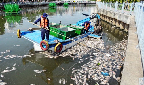 70 tons of fish die in Ho Chi Minh City canal; cause identified