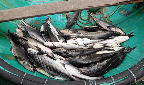 Facility allegedly responsible for farm-raised fish deaths in southern Vietnam