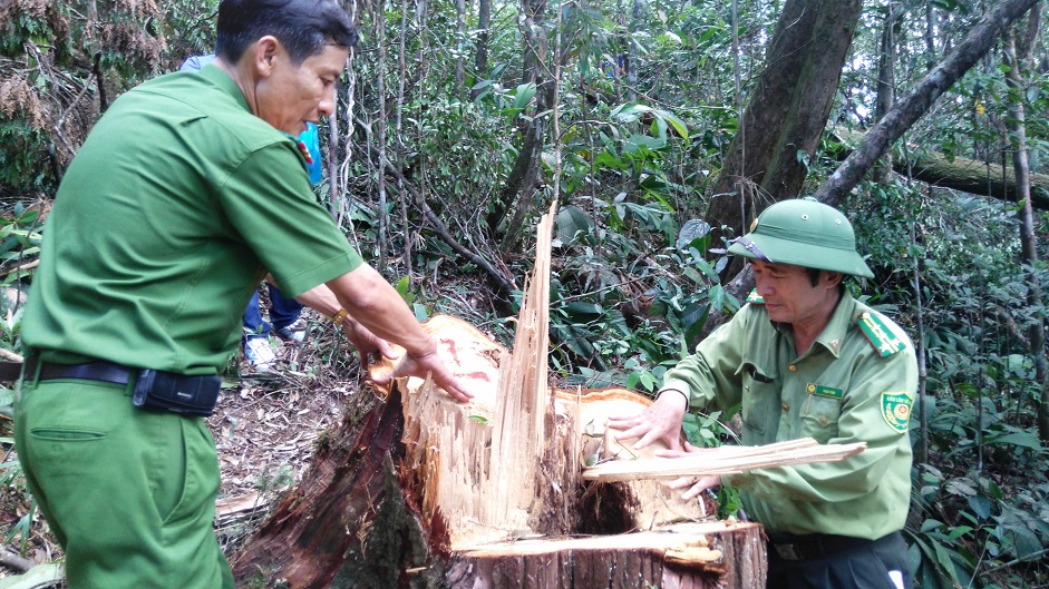 Loggers fell hundred-year-old Fokienia trees in central Vietnam