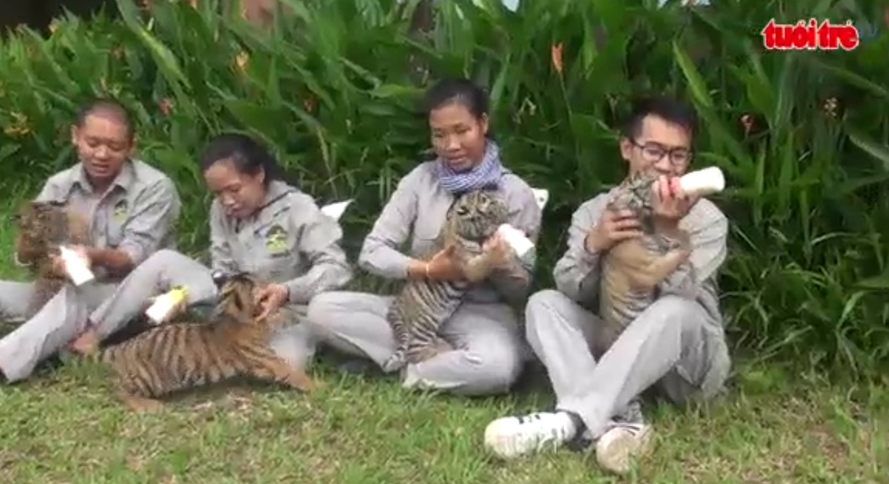Four Bengal tigers born in Vietnam safari
