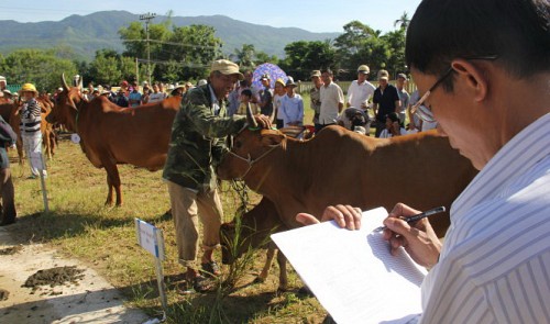 Unprecedented beauty pageant in central Vietnamese province highlights cows’ physique, fertility