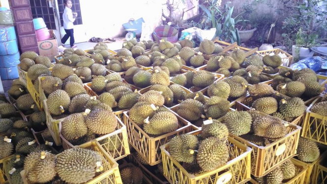Safety debate erupts after Vietnam facility caught ripening durians with chemicals