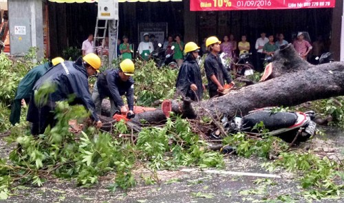 Falling tree injures one in Ho Chi Minh City