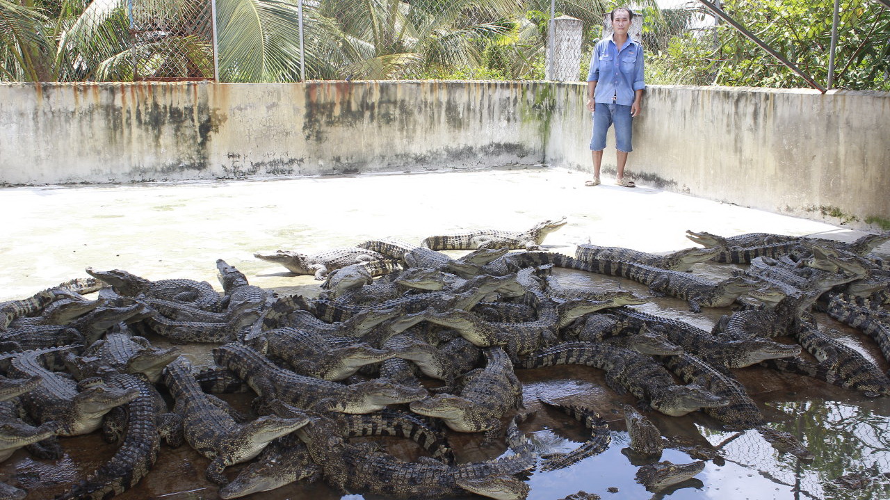 Vietnam croc farms suffer as Chinese market shrinks | Tuoi Tre News