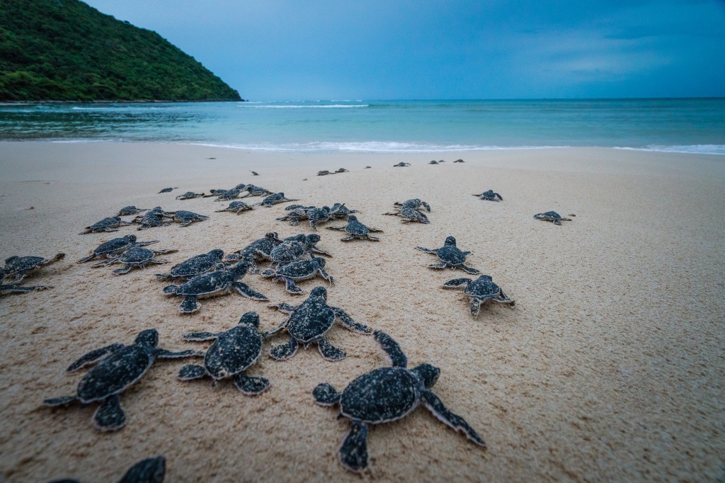 Sea turtle conservation in Vietnam's Con Dao Island (photos)