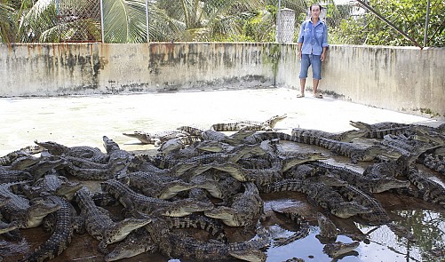 Vietnam croc farms suffer as Chinese market shrinks