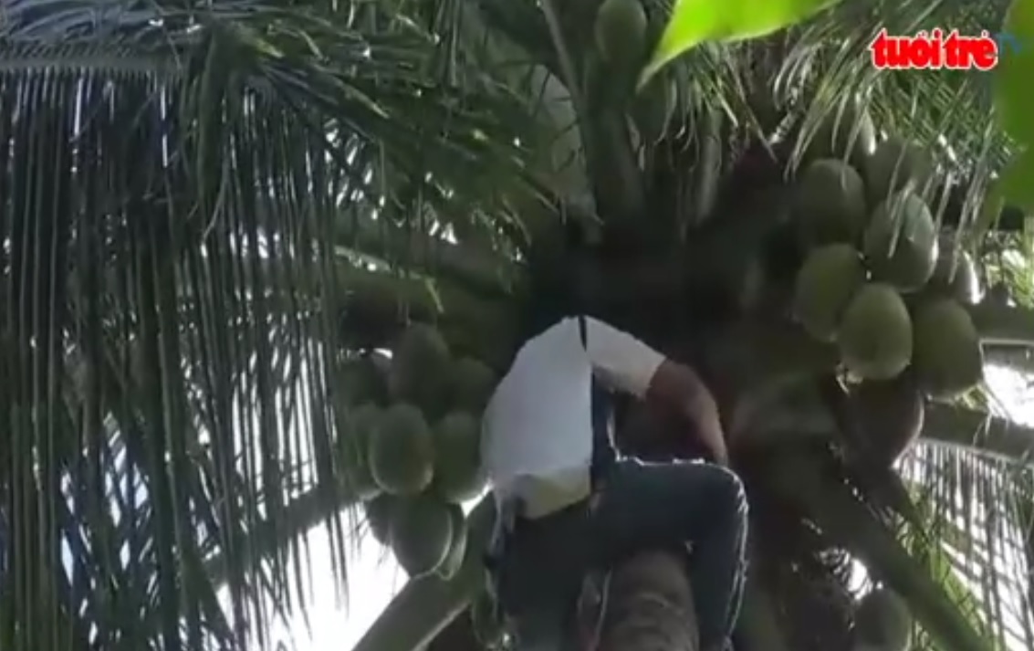 Blind Vietnamese man climbs coconut trees to support family