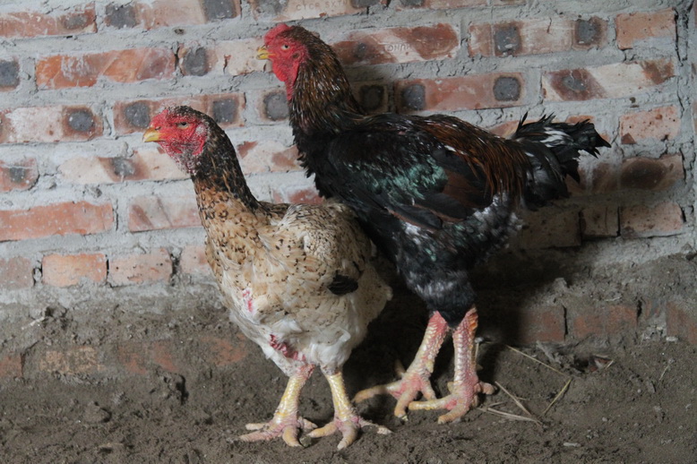 Ornamental Vietnamese poultry keepers keen to preserve indigenous breed