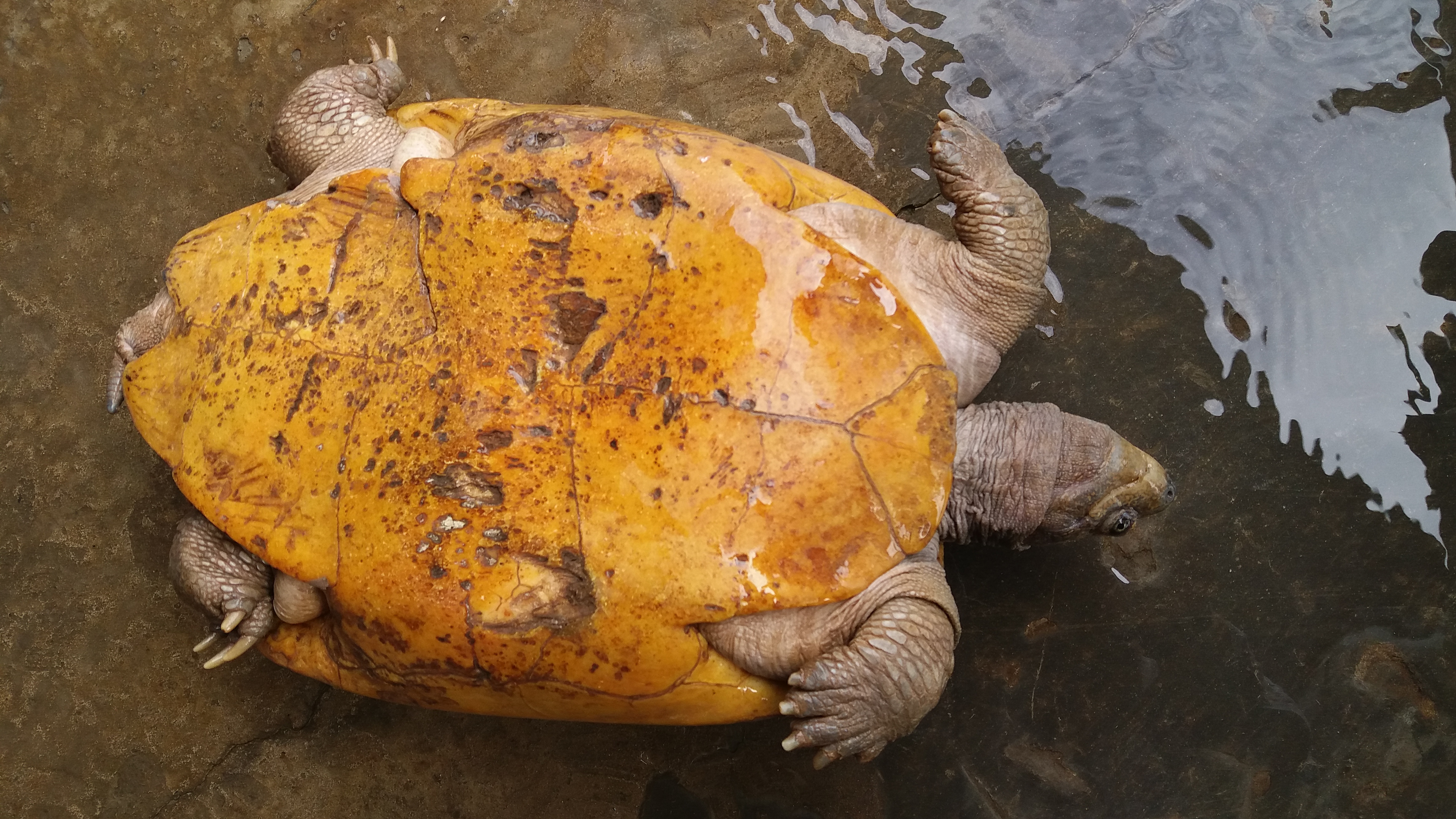 Gigantic rare gold turtle caught in southern Vietnam