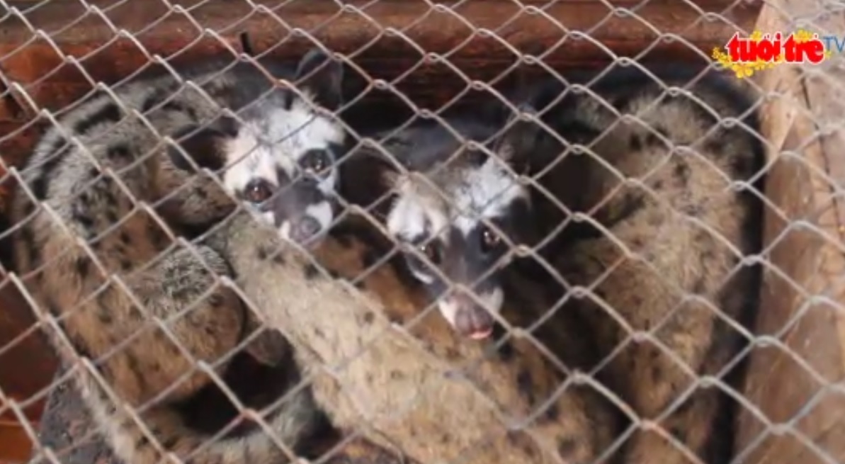 Vietnamese farmer reaps profit from small Indian civets