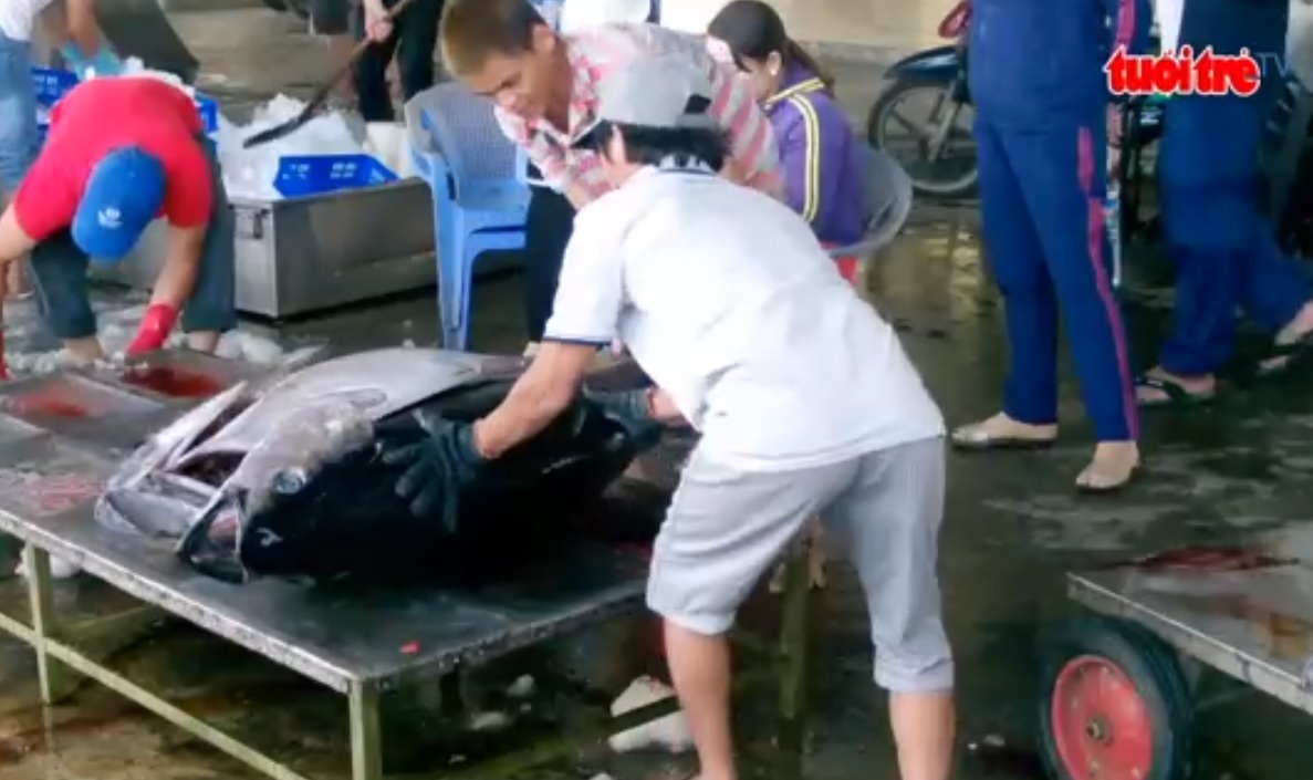 Vietnamese fishermen enjoy tuna bonanza