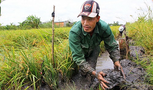 Crops damaged by unseasonal rain in Vietnam’s Mekong Delta