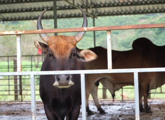Vietnamese researchers work hard to keep crossbred gayal bull gene | Tuoi  Tre News
