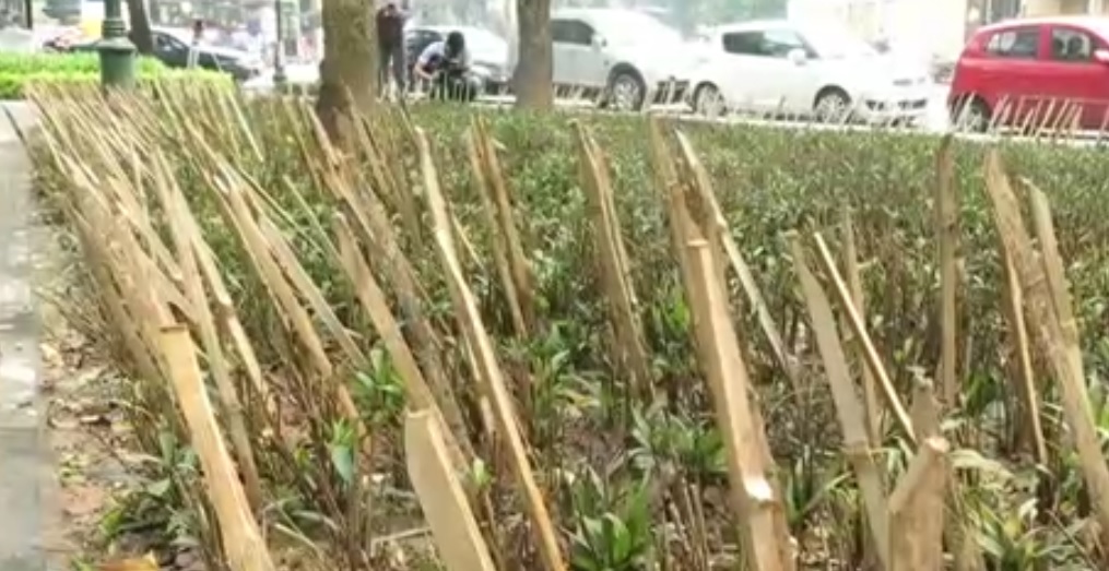 Dangerous ‘punji sticks’ placed in 19-8 Garden in Hanoi