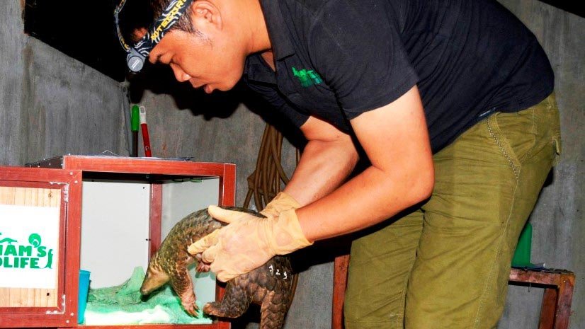 93 pangolins released to natural habitat after being rescued by Vietnamese conservationists