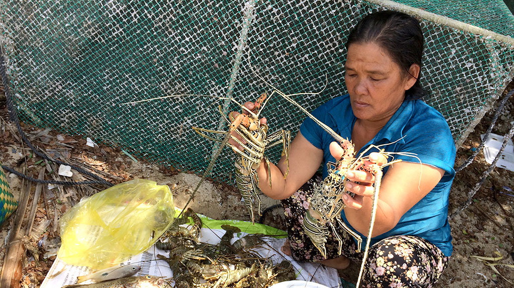​Lobsters die en masse in Vietnam's south-central bay, oxygen depletion suspected