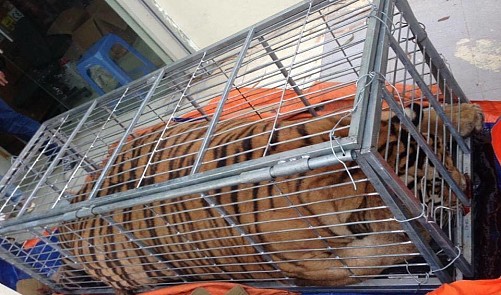 Hanoi police arrest five for illicitly transporting live tiger