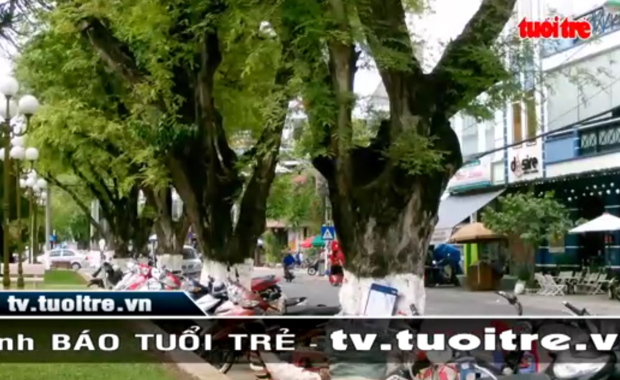 Old tamarind trees at risk of falling in Nha Trang City