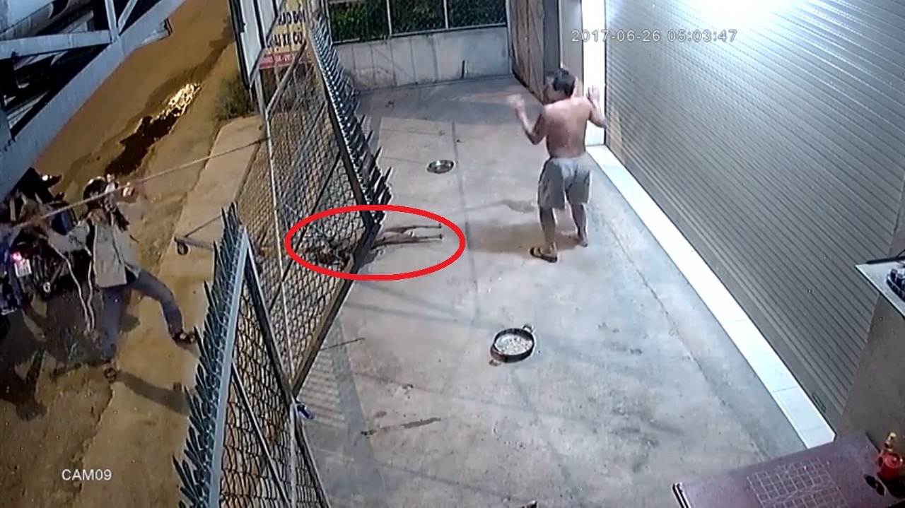 ​Men taser dogs, threaten owner with electrified harpoons in Saigon dog theft
