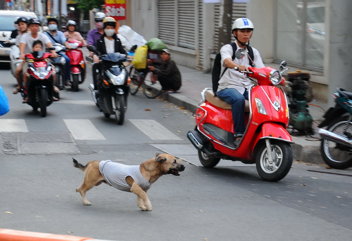 Ho Chi Minh City pet owners face fine, animal impoundment if dogs run loose