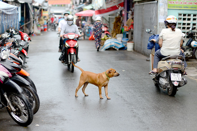 Vietnam'S Dog Problem | Tuoi Tre News