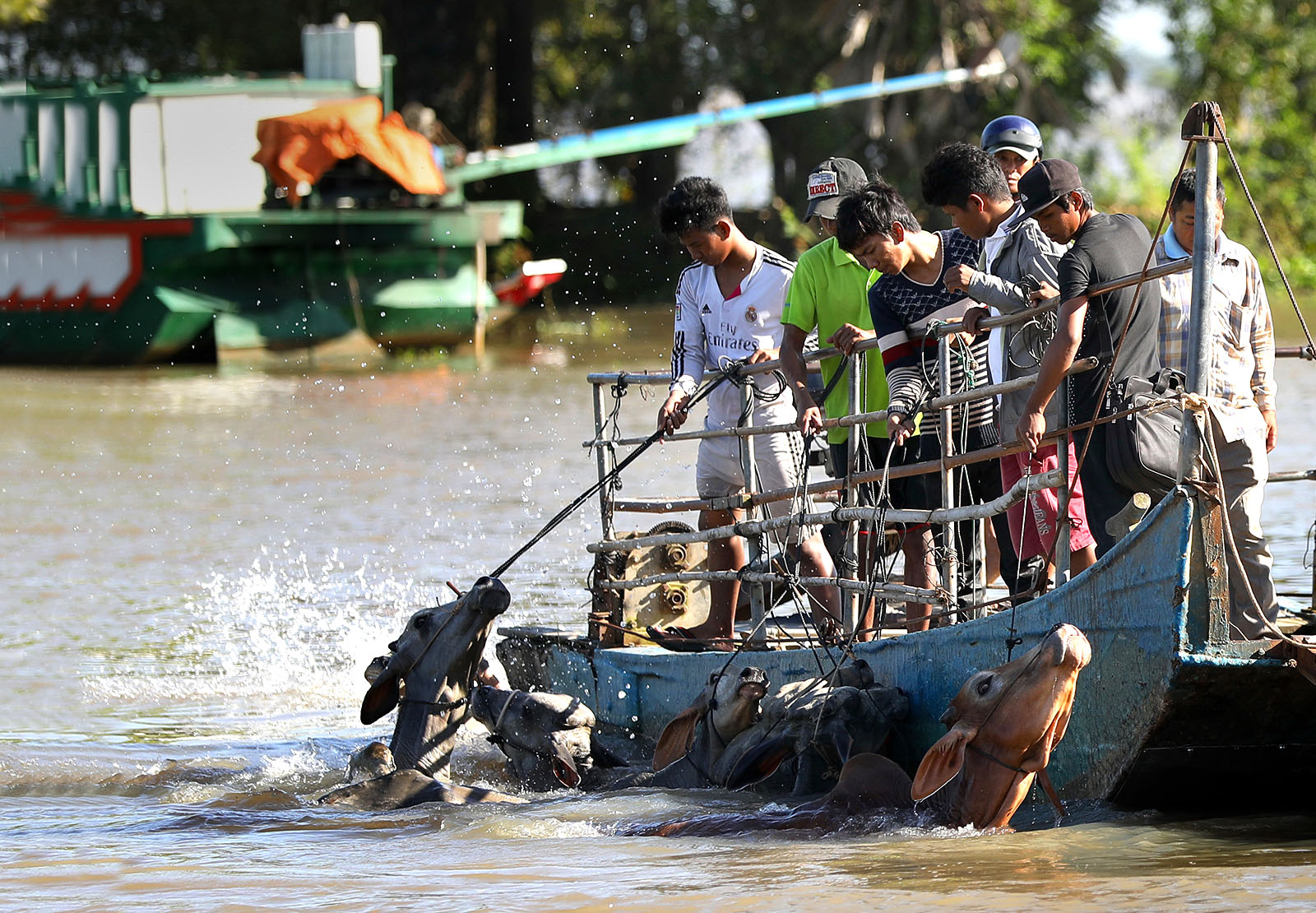 ​Cambodian cows for sale: A special market in southern Vietnam